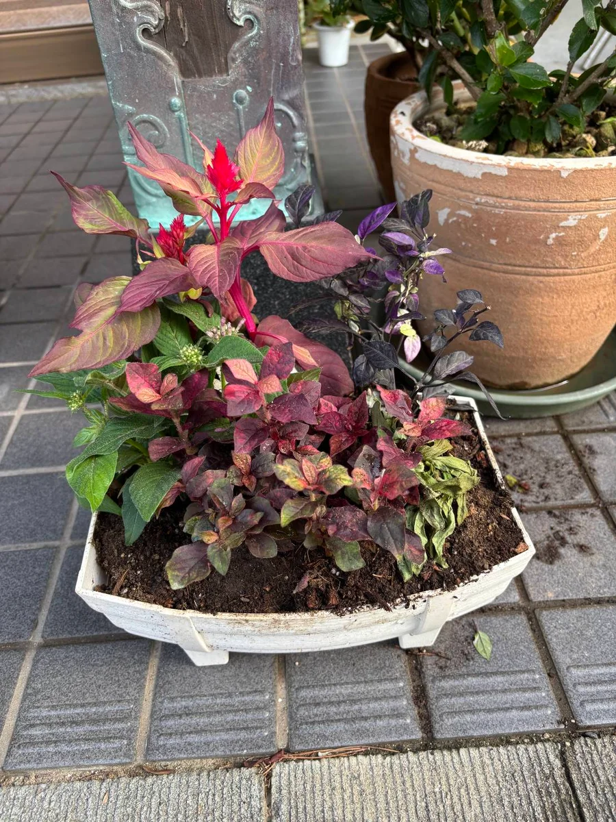 季節のお花の寄せ植え 花苗6種 タル型鉢 丸型鉢 プランター FKRSL
